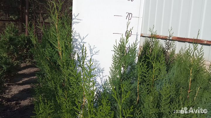 Туя восточная