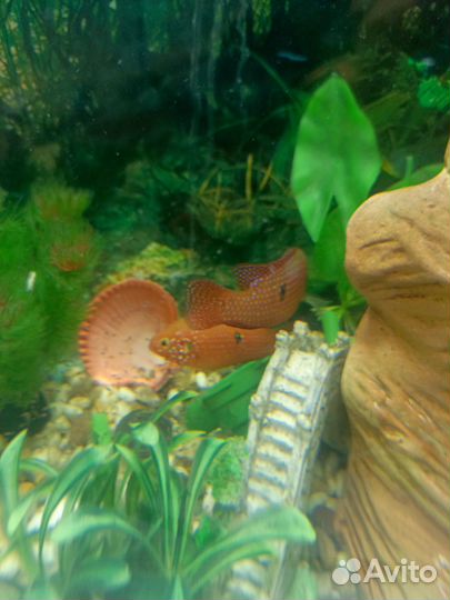 Мальки рыбок