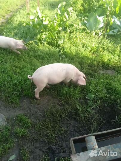 Поросенок ландрас+крупная белая