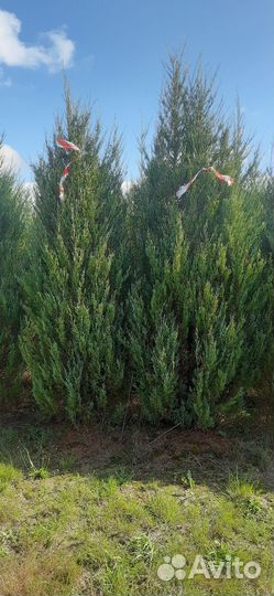 Можжевельник скальный Блю эрроу 2,5-3 метра
