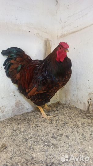 Петух Виандот Золото