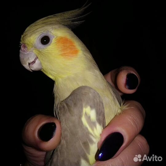 Попугай корелла ручной