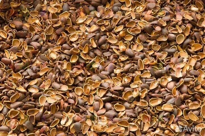 Скорлупа кедрового ореха 200 гр