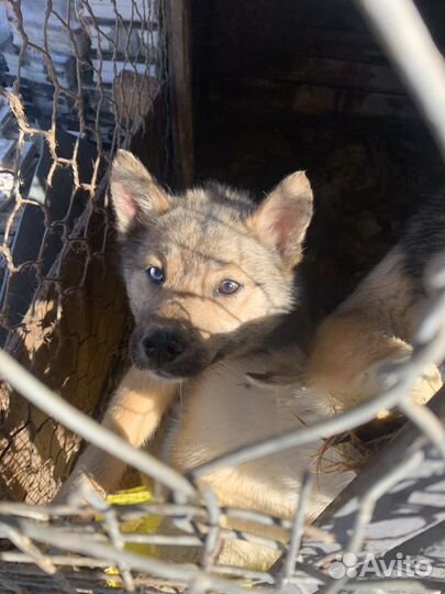 Щенок хаски