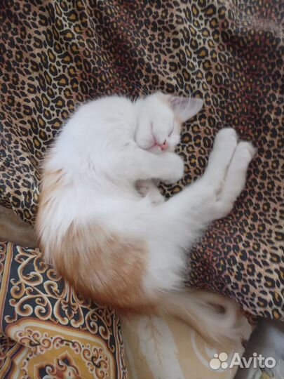 Котенок