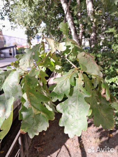 Семена/жолуди дуб черешчатый