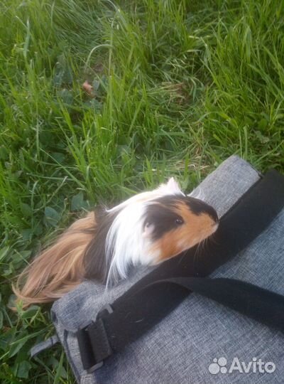 Морская свинка вязка