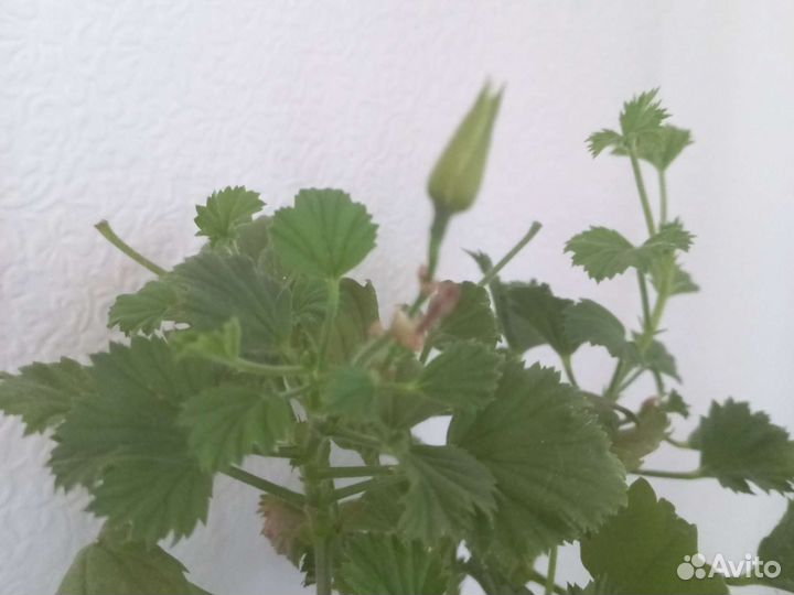 Герань пеларгония королевская бордовая