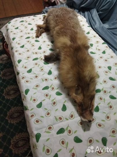 Шкурки лисы