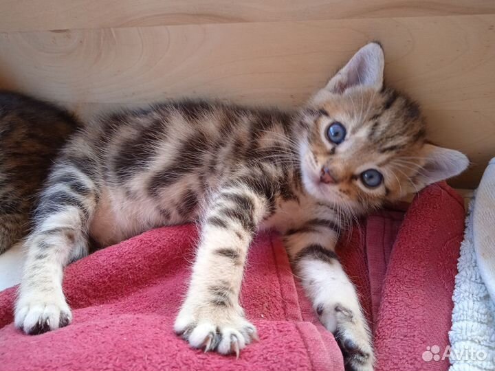 Котёнок девочка