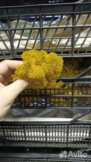 Стабилизированный мох, цвет жёлтый