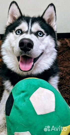 Хаски для вязки