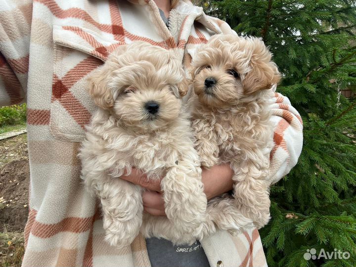 Мальтипу f1 девочка