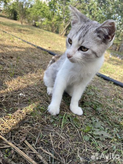 Котик
