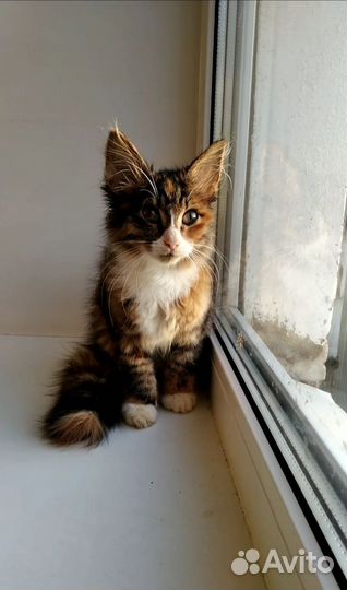 Котёнок девочка