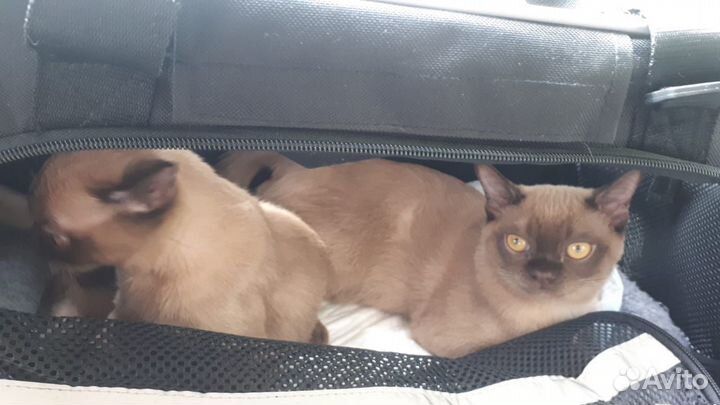 Котята Американской бурмы летние цены