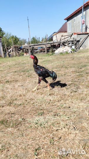 Бойцовые петухи