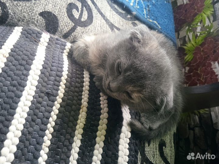 Продаються Вислоухие котята. К лотку приучены дев