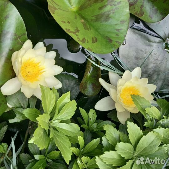 Нимфеи для пруда
