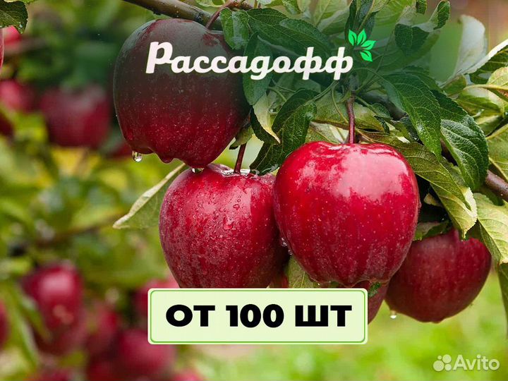 Саженцы плодовых деревьев. Оптом