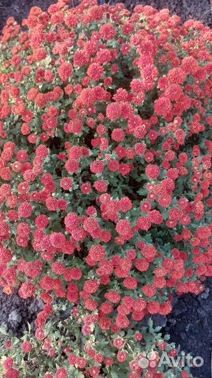 Хризантемы мультифлора