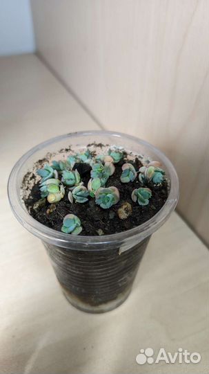 Суккуленты в ассортименте