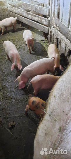 Поросята 1,5 месяца ландрас,крупная белая
