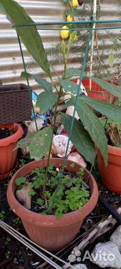 Авокадо дерево