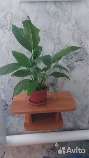 Спатифиллум