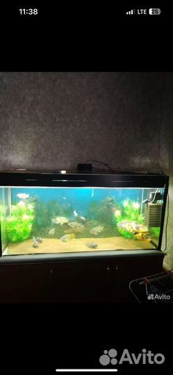 Аквариум