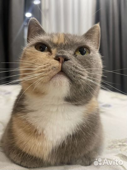 Кошка экзот