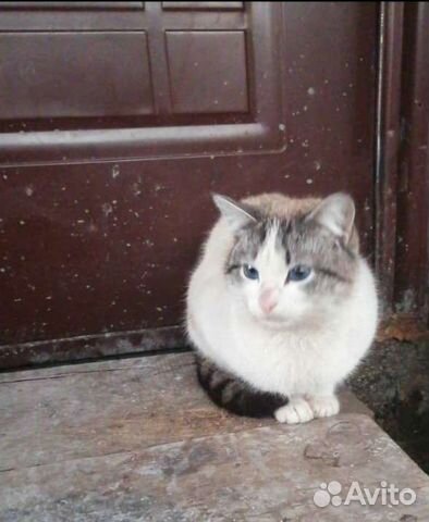 Голубоглазый красавец ждёт семью