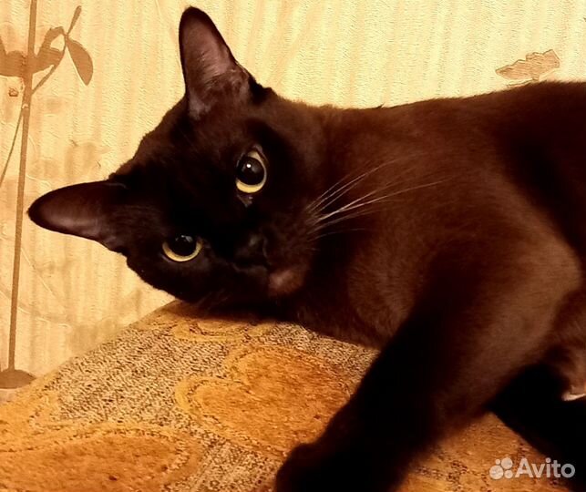 Бурманская