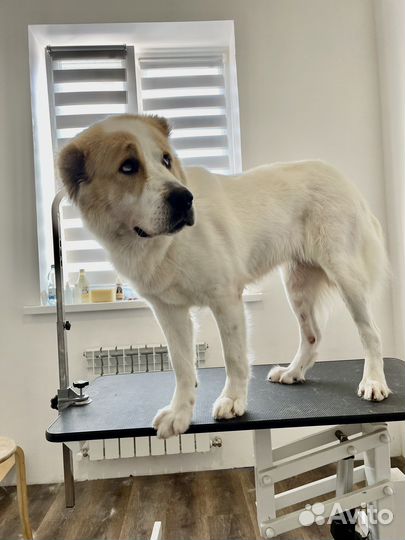 Груминг собак и кошек