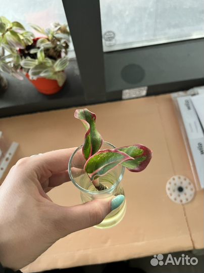 Бегония Аглаонема Традесканция