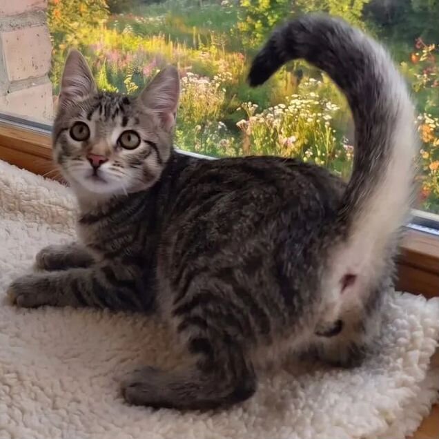 Котёнок в добрые руки