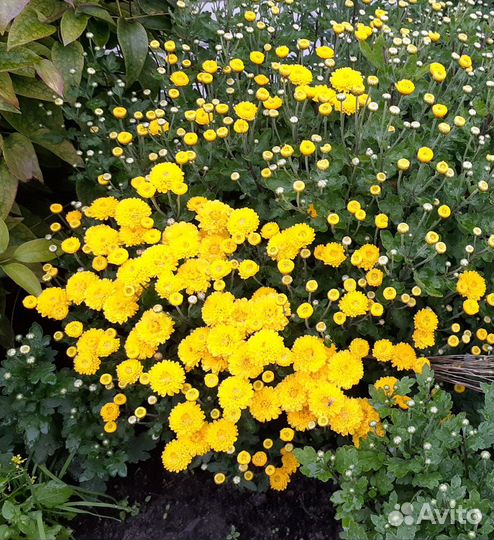 Хризантемы