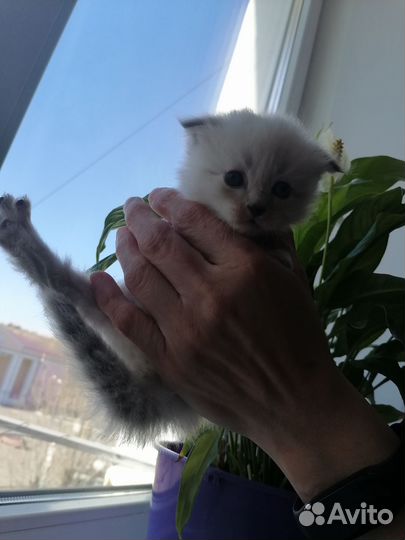 Шотландские вислоухие котята