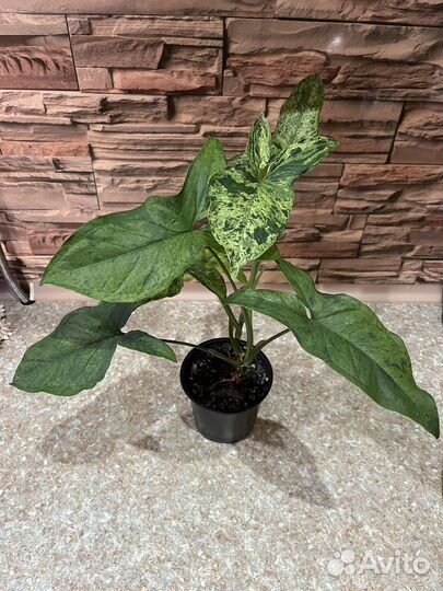 Сингониум моттлед