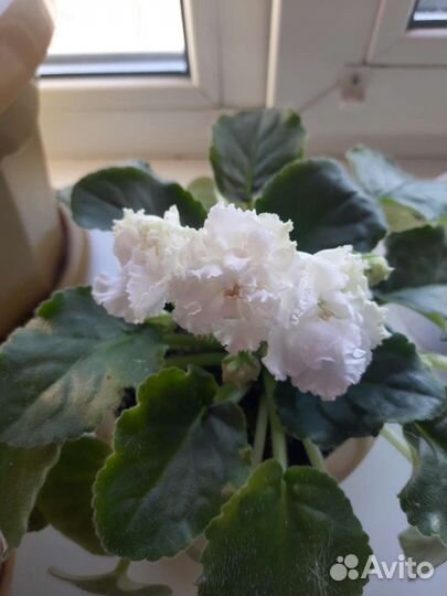 Фиалка белая, махровая в горшке