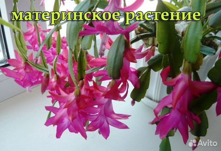 Декабрист (шлюмбергера)