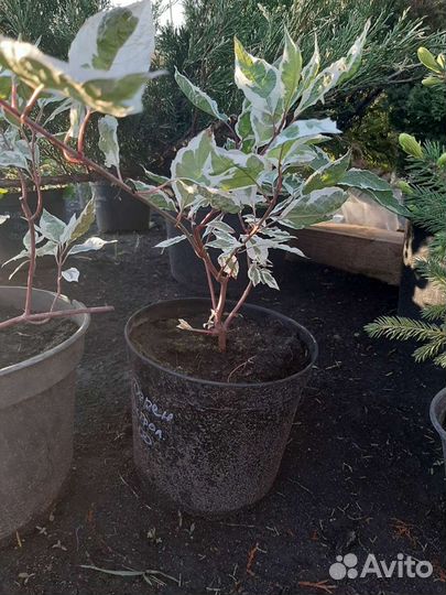 Хвойники и декоративные кустарники