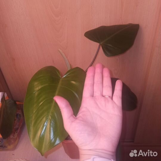 Филодендрон