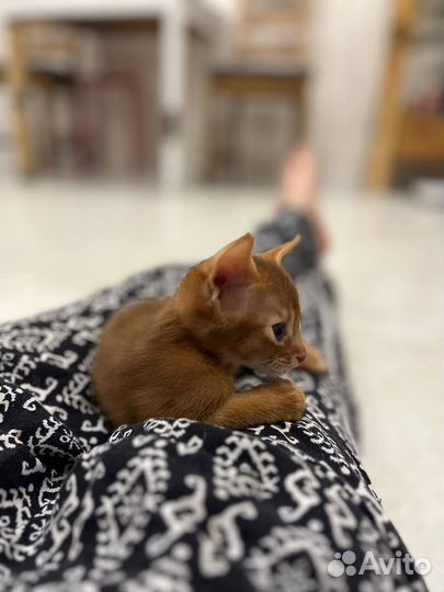 Аббисинский котёнок