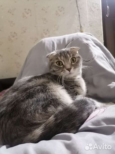 Кошка на вязку
