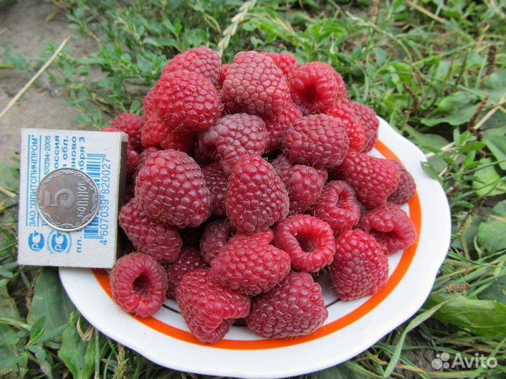 Саженцы малины Полька