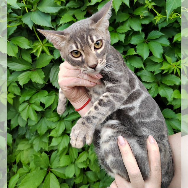 Бенгальский котёнок