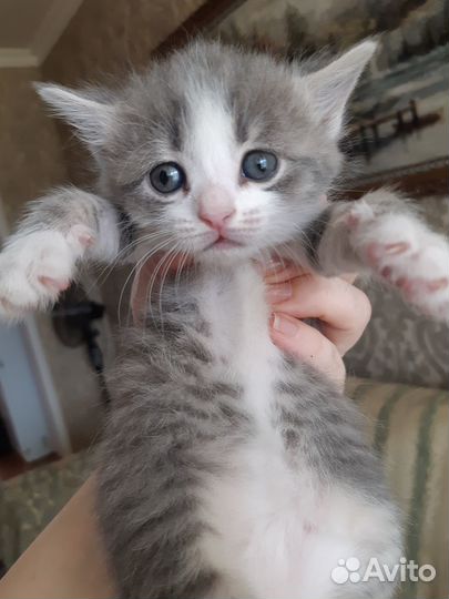Котята в добрые руки бесплатно