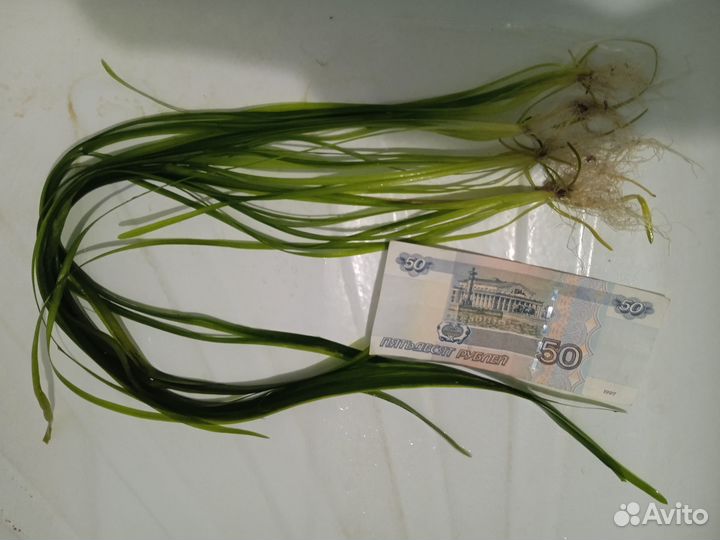 Аквариумные растения