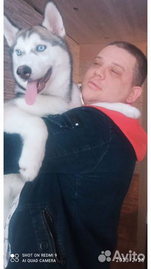 Метисы хаски